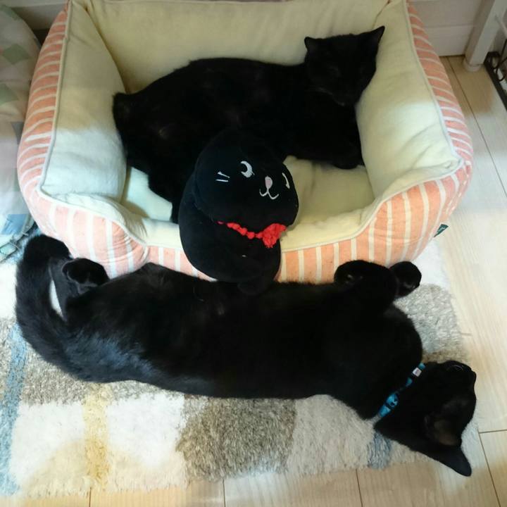 Cbd0fe8e 4c2e 40f9 967d 1a0d434082b8