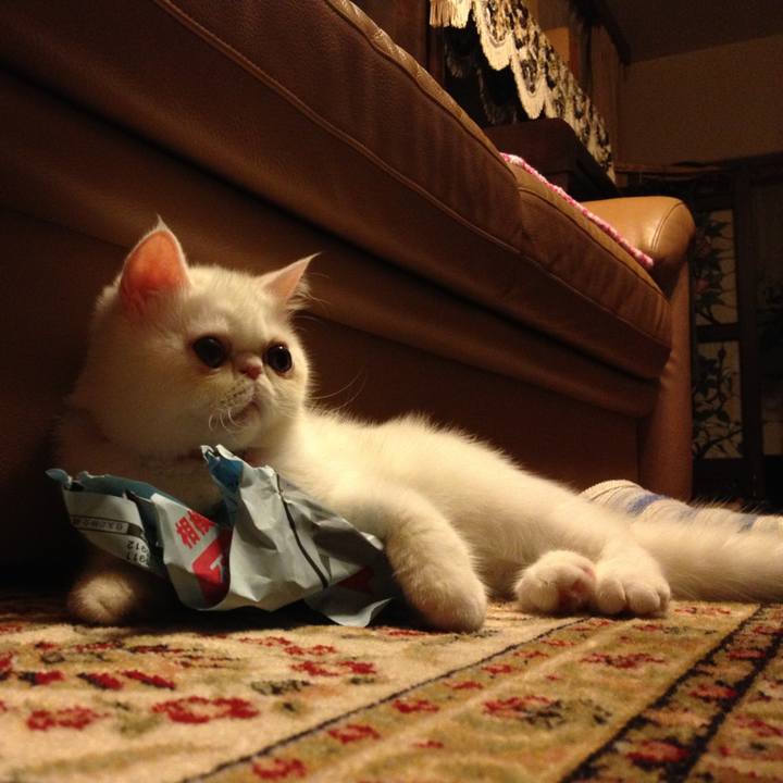 Cbd10bcf c58e 4262 ad1c 9ef294a96e34