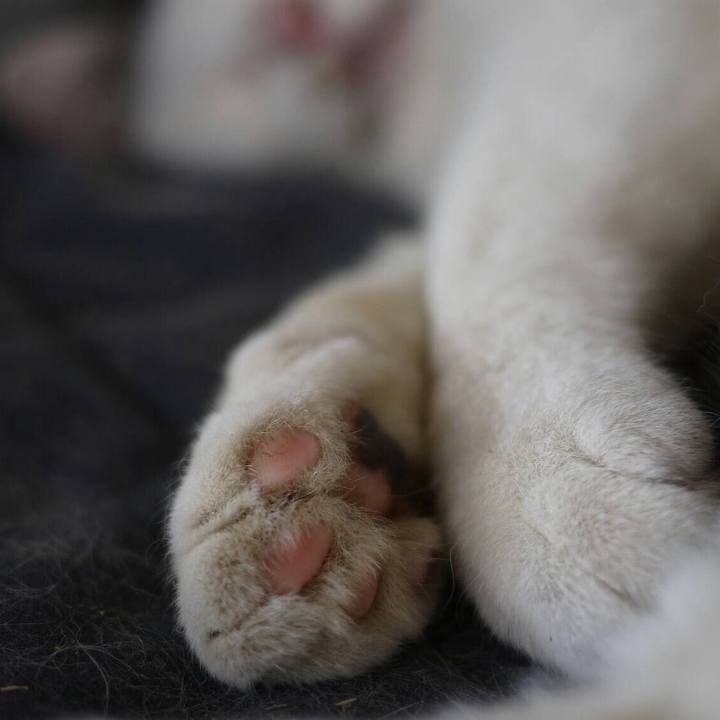 Cbdca4c1 5bdb 4684 a712 c36b034f2bcf