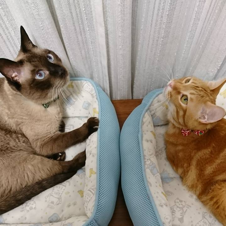 Cbdda514 5354 412f 9445 6756b6556bf7