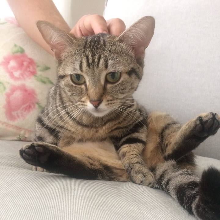 Cbde7e5f 4e4e 4302 a955 6ac9c6aafcca