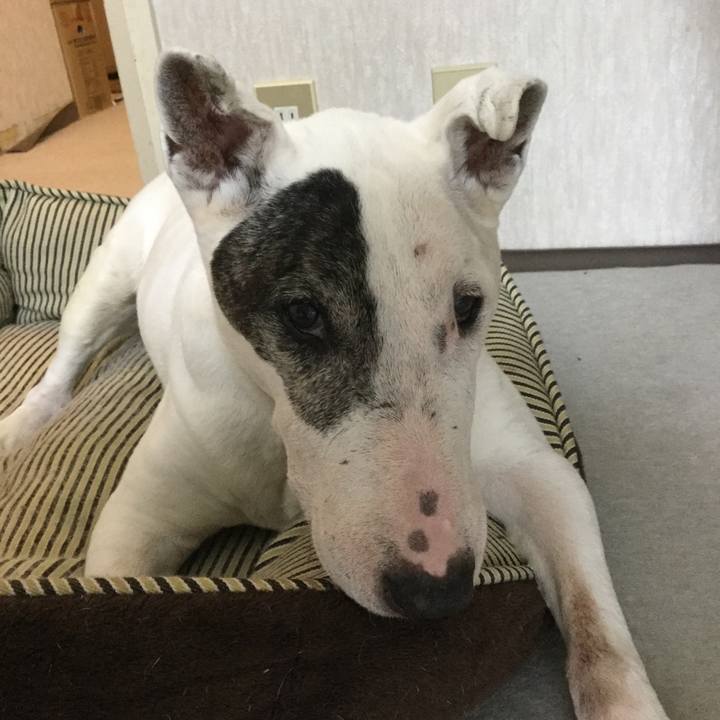 Cbdea8d8 b595 431b a26c d894f88af3d3