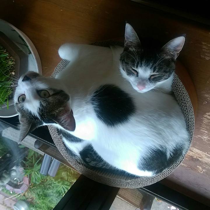 Cbdebef6 940f 4e1e 974f b901eaff0840