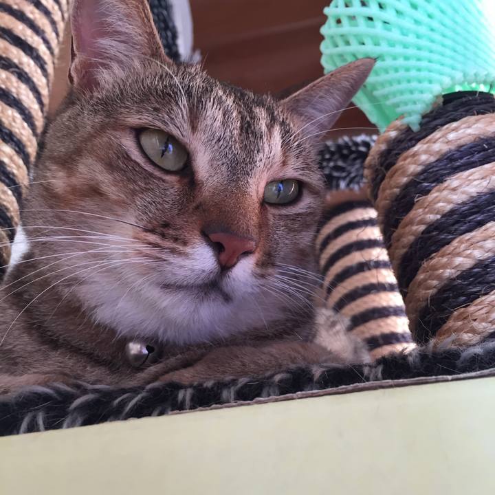 Cbe6d87d a418 48fe 94a2 0f1226d25ba8