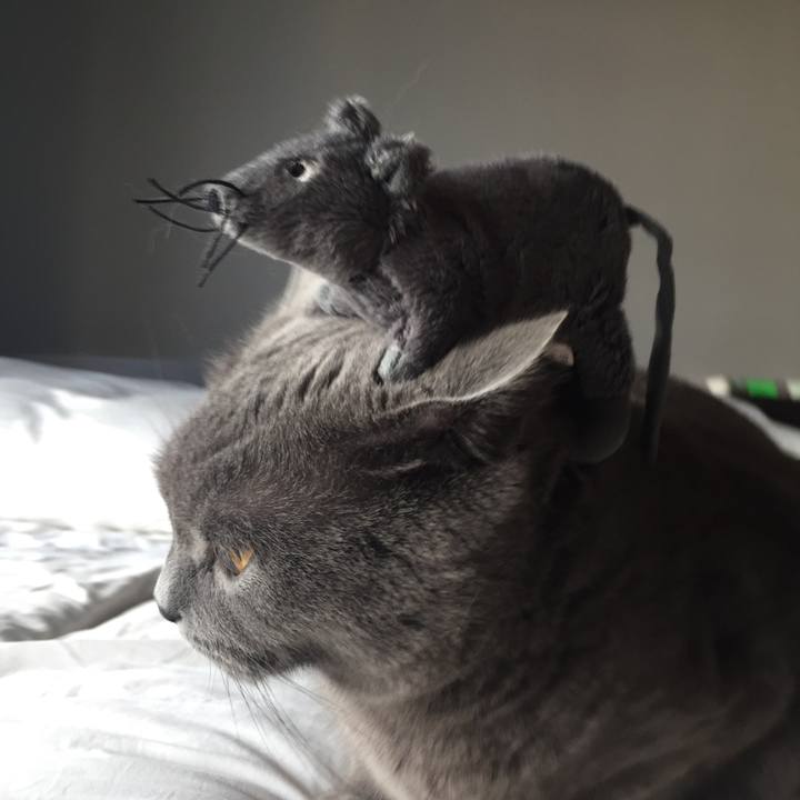 Cbe8022d 4dce 4632 b4a0 0211f8d9e2e3