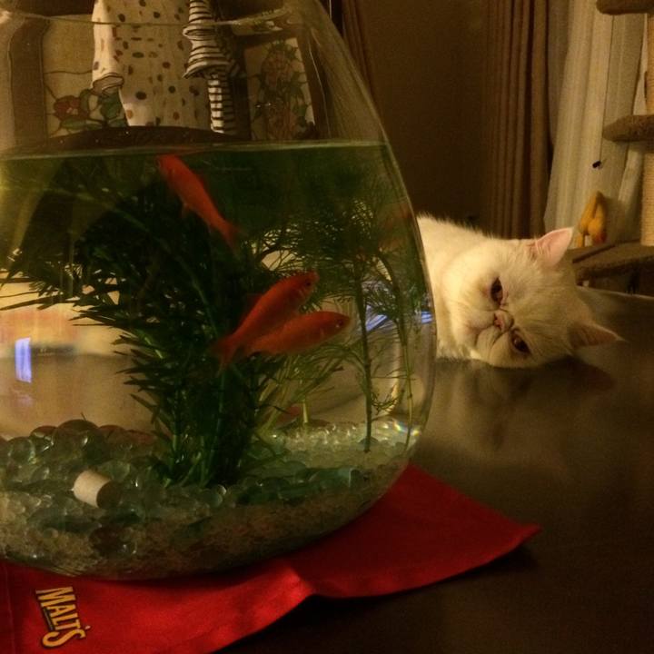 Cbf45bf2 c94d 4351 8e53 2fb4fbeaa0ad