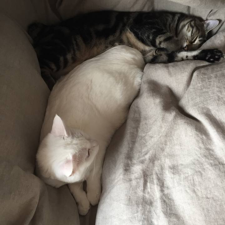 Cbf675b8 52c8 4df7 9118 01664095c0f3