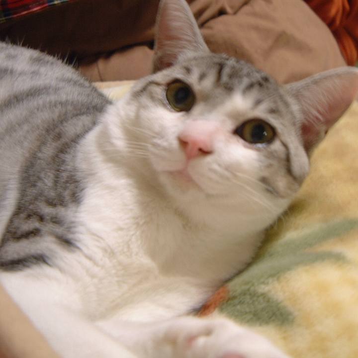 Cbfc49ca 98ec 450c a47f 79893ff76088