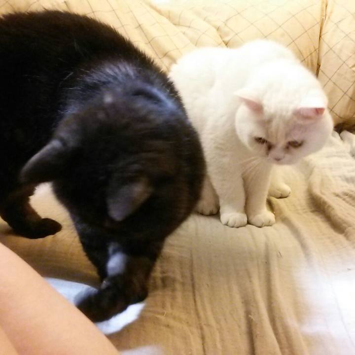 Cc08454d 2088 4234 ab92 8570d770c813