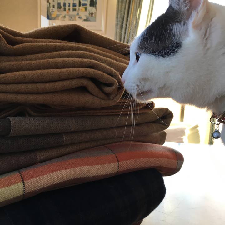 Cc0a4111 3765 47f8 907d 9ca282086a5b