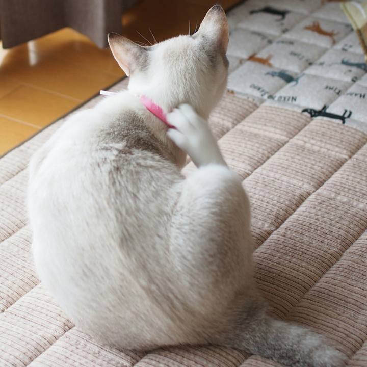 Cc169f88 c489 4444 96ed 375a9538b290