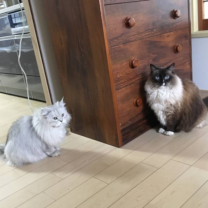 Cc1ad539 e25b 4420 9629 d6bea2696569