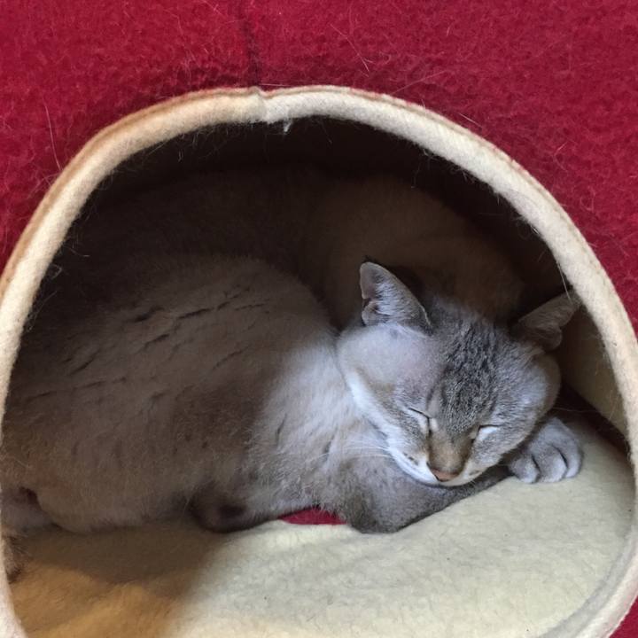 Cc1bc080 16da 45a5 a954 c7178dbe4341