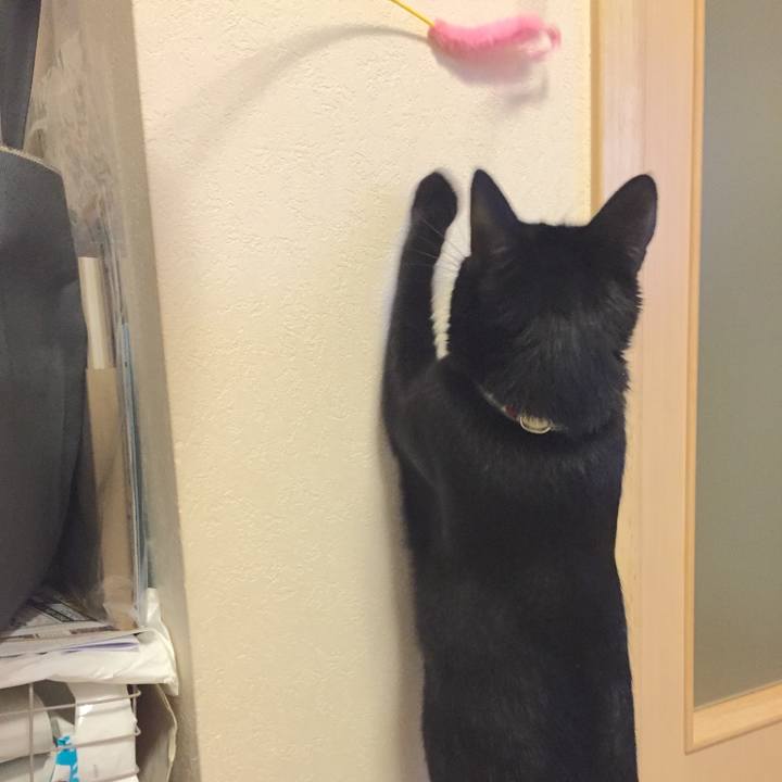 Cc1f882a 8a31 4bad ae3d 1a321a68721e