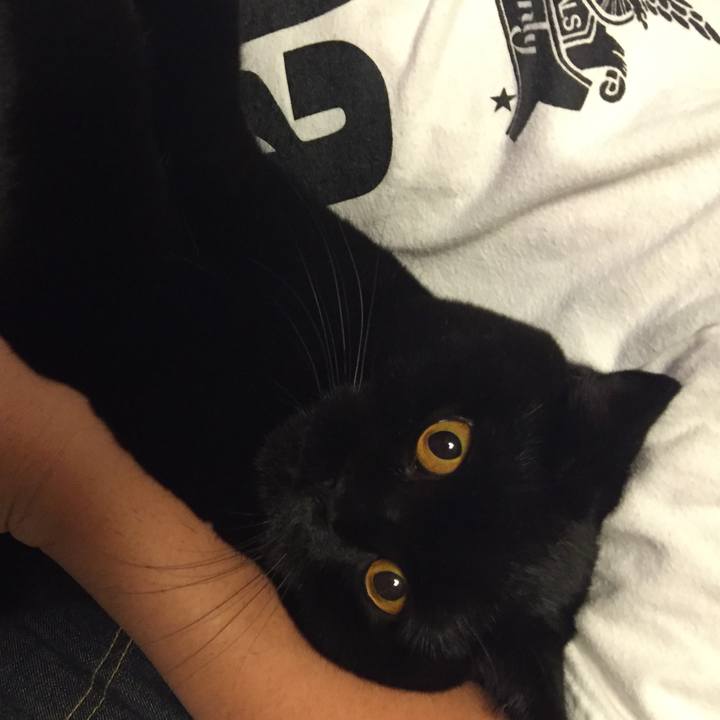 Cc1fce81 1484 44de 805e 0972f8338144