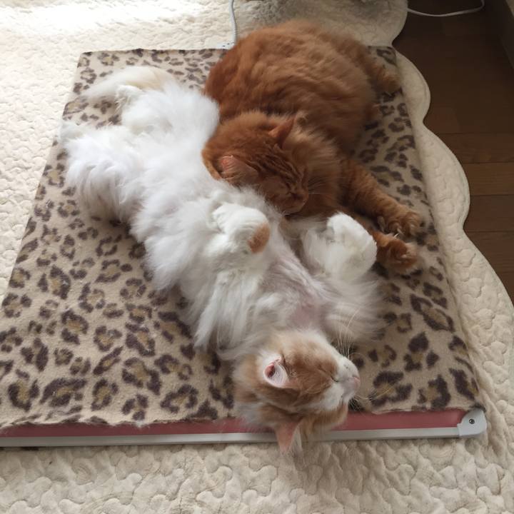 Cc2014a5 f6af 4f4e 8822 64eadc0a8937