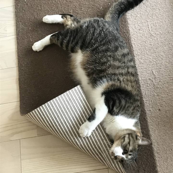 Cc242cb2 a4d3 4601 af96 d8c3b7c2f952