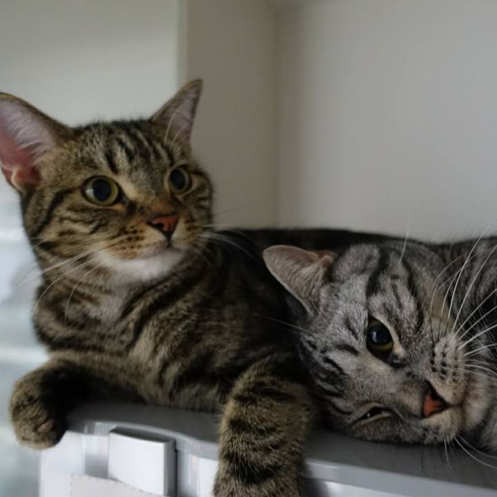 Cc26f52e 12fe 49d7 b9ef 765452fef7cd