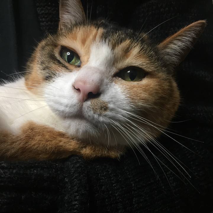 Cc329507 7595 4897 9c62 ec647779f8f0