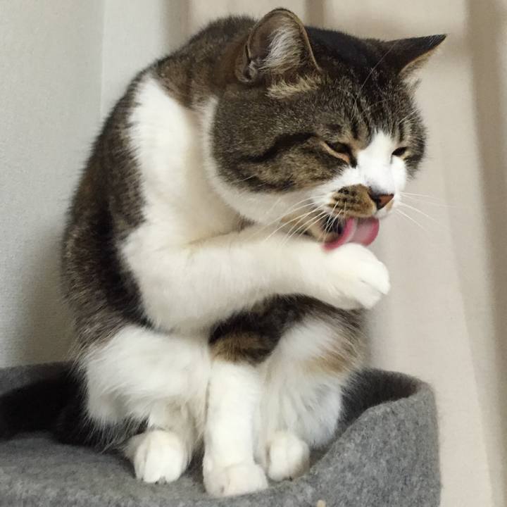 Cc35d4c7 d9ef 411d 9a72 5693972eee42