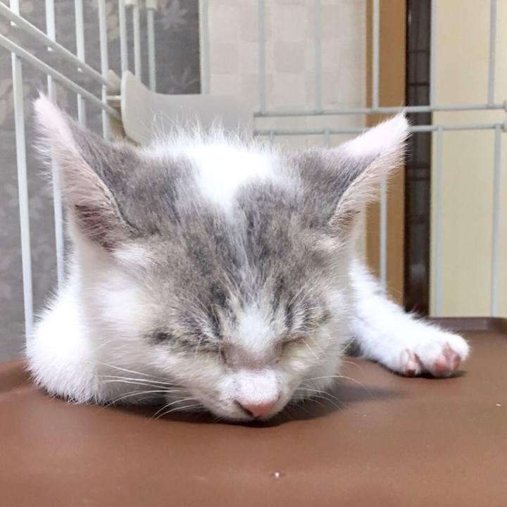 Cc361c0b 7a3e 47e3 8bb2 06db589418a2