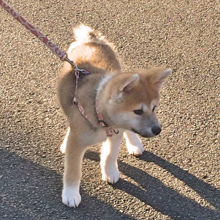 Cc3837f2 e870 40ce b383 489b46d52568