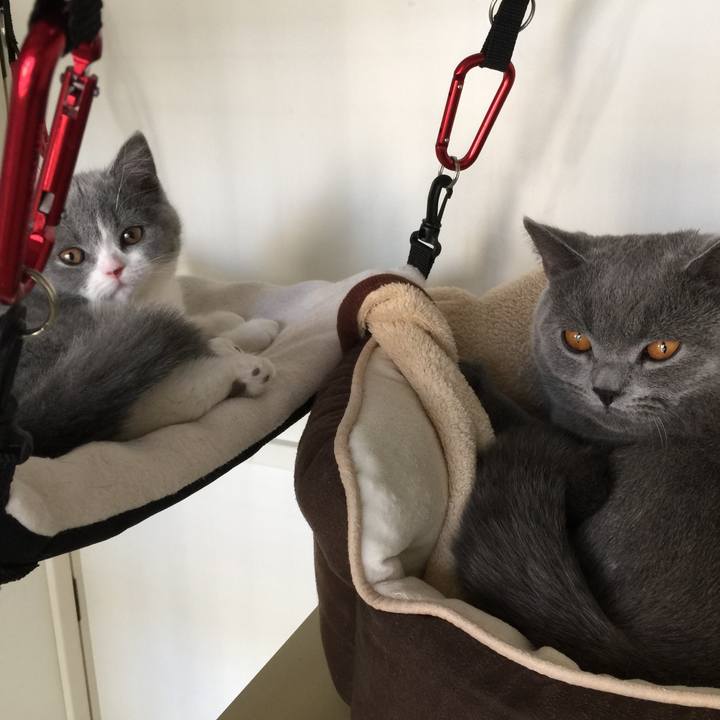 Cc3f5544 c694 4b4c 9458 b8614cfd3c08