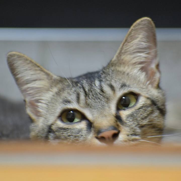 Cc3fcc4e a30d 46e2 86c1 ec0da900e3a8