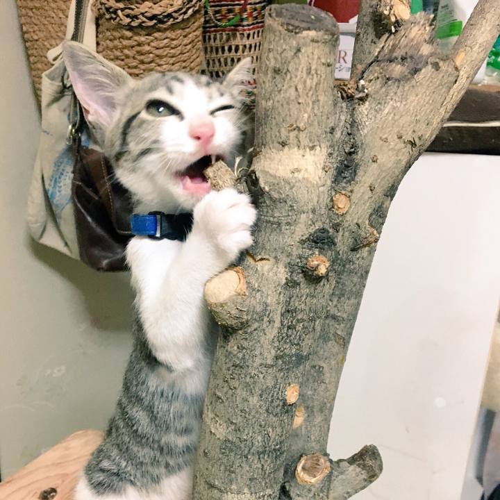 Cc4046e5 9d30 4ce1 952d 1e1ac60d06d5