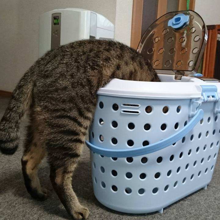 Cc4099d1 6fdb 4286 a722 54ec58c7ca2a