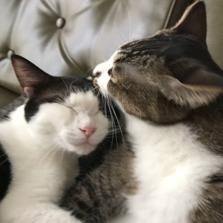 Cc4a0bcb 68ce 4f2c 8793 45d623726f4b