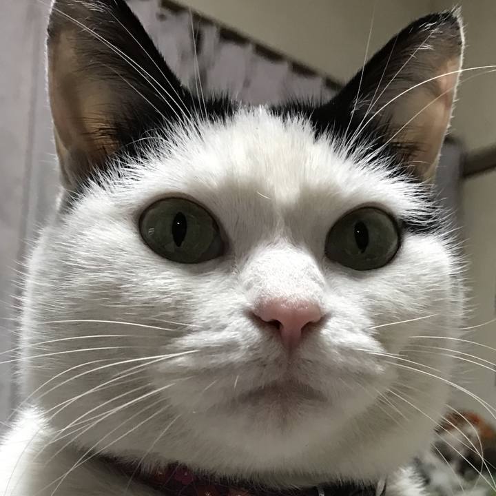 Cc4c7f5f c0e2 4d3a 81ff 2155d7217639