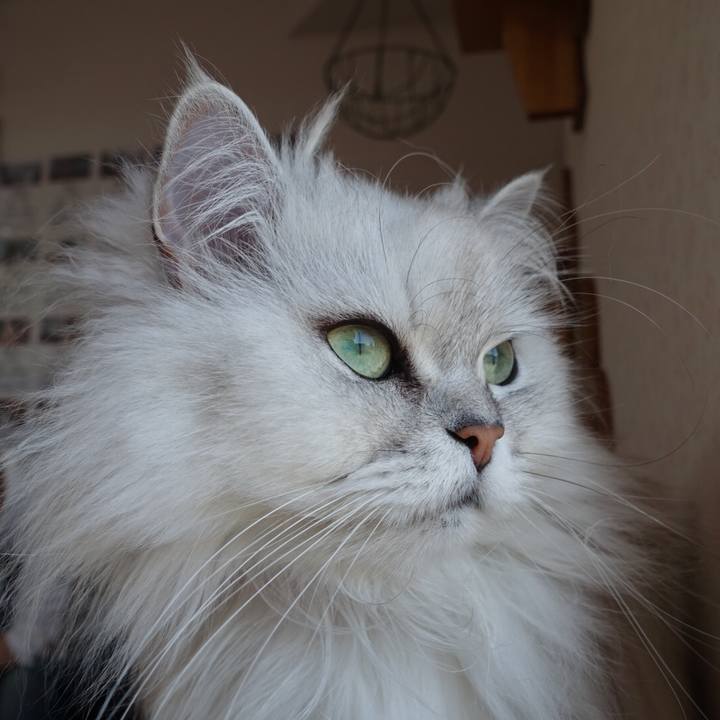 Cc4eaa8c 0d2c 4cda bd36 84304c01bb64