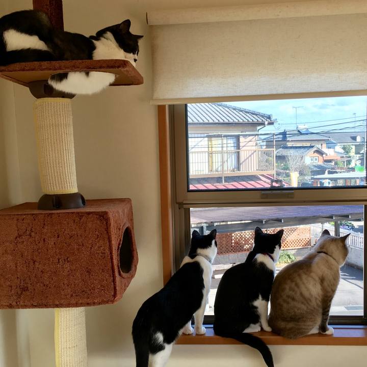 Cc52ba81 9c0b 4d60 bed9 61df600e6cfe