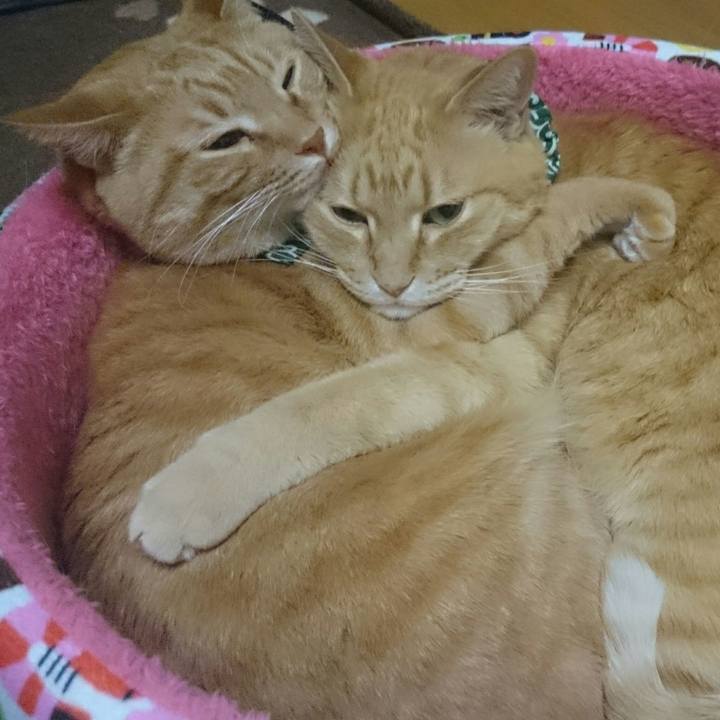 Cc52f783 c661 4569 b39b 6a197dc478df