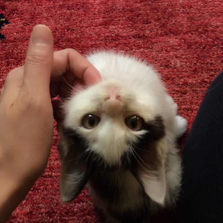 Cc53fd9a b4f2 43eb 88cf 2ed2c15e2a70