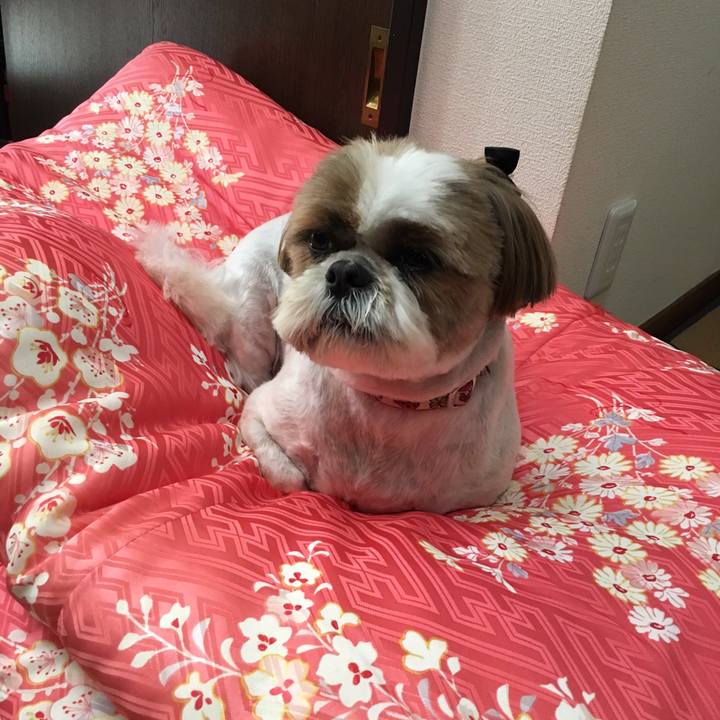 Cc55ca0d 04e8 4bc2 bc57 4a669047ba42