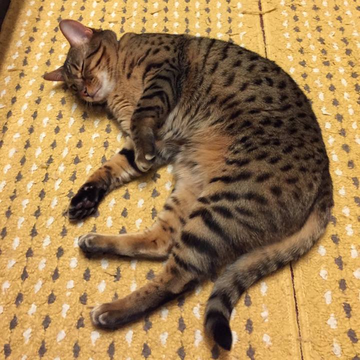 Cc56f989 270c 49fa acdd 2c7220d38555