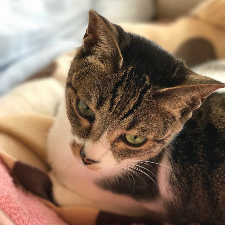 Cc5bad8b 7c3e 41e6 a32a 60a0502eed56