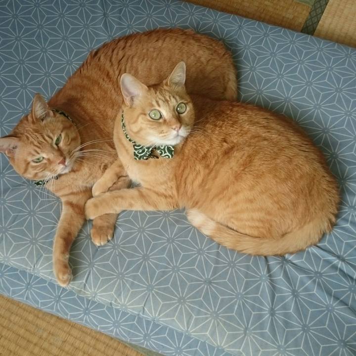 Cc634f0b 7bd7 450c 927c bb32a00d832d