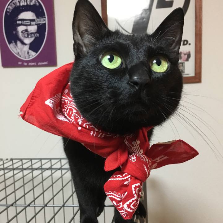 Cc640016 ff27 4fcf a8fd 481a52f171c2