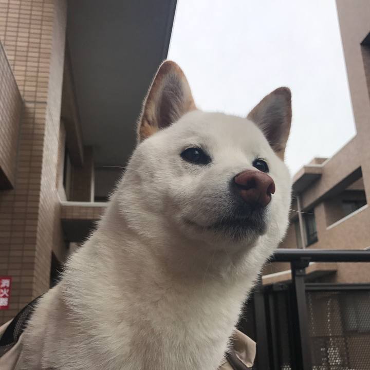 Cc71df26 80c2 483e 8327 beb322b04394