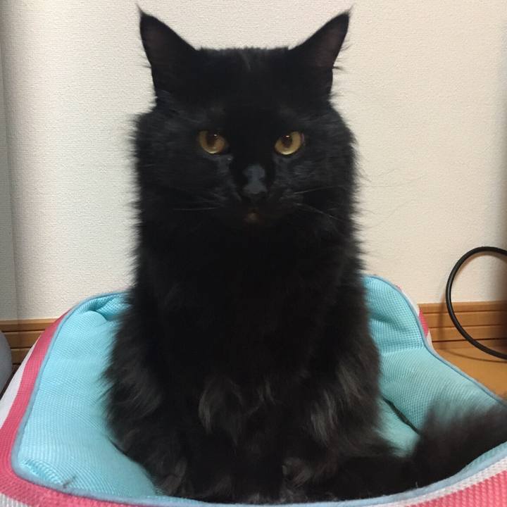 Cc77cd7b 31e8 40e6 a158 b09ecd076135