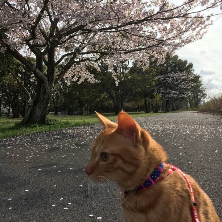 Cc7babc2 9098 4b36 9318 5816add3d137