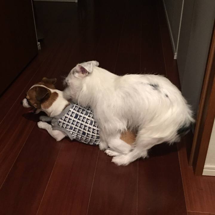 Cc7c7d9f 995c 443a 9e0e abb3c26dae03