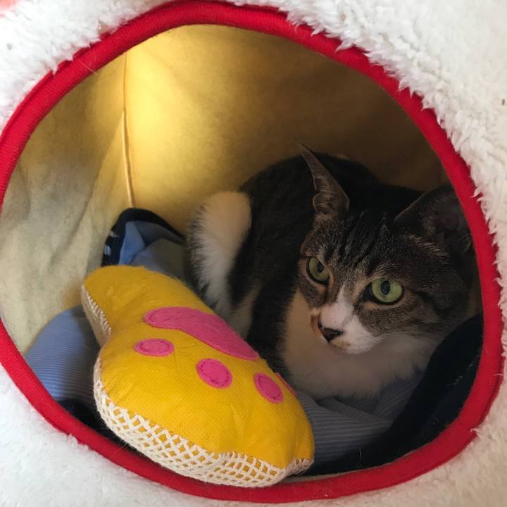 Cc7ccc39 6314 4001 aa7a 0a479201d76c