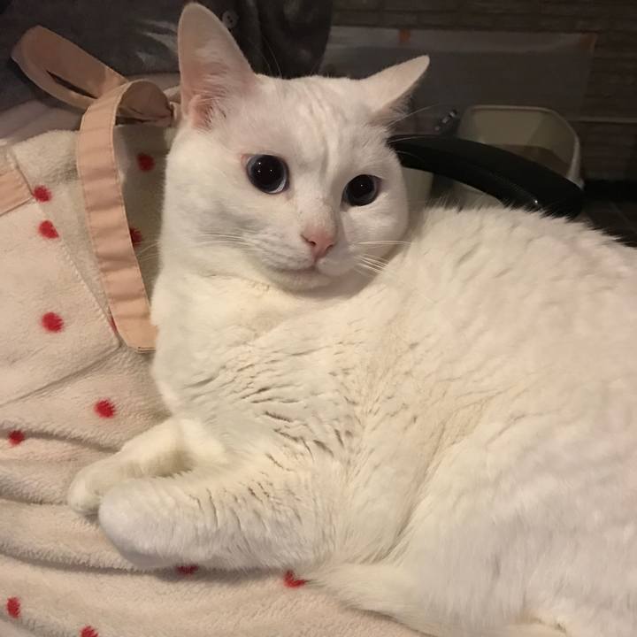 Cc830e7c 5eaf 4260 a0d7 ac910836e290