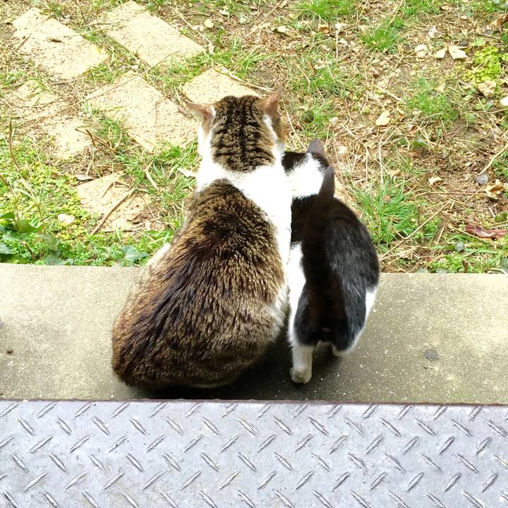 Cc83fc5a 3f2e 4c4d 8d38 b8bb24c0dfa4