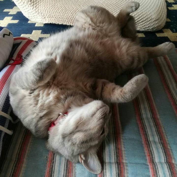 Cc85cbdd 4e72 47c4 9931 bbc754cc4b47