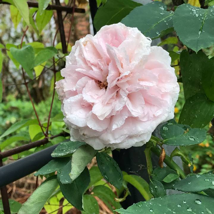 Cc883f30 18ed 4635 b7cf 0525cc2ebae3